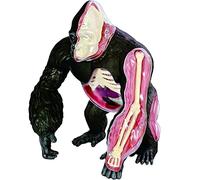 Modello di anatomia del gorilla 4D, modello di insegnamento educativo anatomico di organo animale, giocattolo di assemblaggio di puzzle staccabile di 29 parti per sussidi didattici per studenti e rice