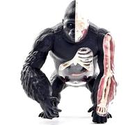 Modello di anatomia del gorilla 4D, scheletro di organo di scimmia Silverback staccabile da 29, modello di anatomia animale for biologia, insegnamento e ricerca medica sugli animali