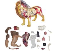 Modello di anatomia del leone 4D, modello di scheletro di organi animali | Kit educativo for figure assemblate con animali, regalo, 27 parti staccabili, for dimostrazioni didattiche veterinarie