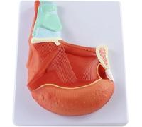 Modello di anatomia del muscolo della lingua umana, dimostrazione della lingua del PVC per l'insegnamento medico e la comunicazione medico-paziente