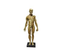 Modello di anatomia del muscolo umano da 23,6 pollici