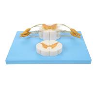 Modello di anatomia del nervo umano con ingrandimento in 5 tempi, modello della colonna vertebrale e dei rami dei nervi spinali, sezione trasversale del midollo spinale e dei nervi spinali