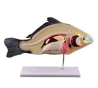 Modello di Anatomia del Pesce 47 X 19 Cm Anatomia del Pesce Organi degli Animali Modello Anatomico Modelli in Forniture Estraibili di Laboratorio Strumenti Educativi