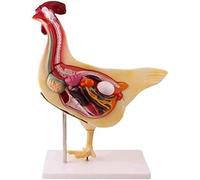 Modello di Anatomia del Pollo 4D, Modello di Assemblaggio A Grandezza Naturale, Modello Didattico di Pollo Staccabile con Organi per La Biologia Modello di Educazione Medica