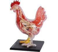 Modello di anatomia del pollo 4D, staccabile 32 parti Puzzle di intelligenza Kit di giocattoli di assemblaggio Modello di anatomia dell'organo animale per la formazione veterinaria