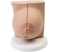 Modello di anatomia del seno - Modelli di anatomia degli organi umani - Modello del seno femminile - Anatomia medica Patologia Modello di anatomia del seno in sezione trasversale (C)
