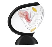 Modello di anatomia del sistema riproduttivo femminile trasparente del modello dell'utero 3D per l'apprendimento educativo strumenti didattici 26 x 25 cm