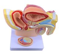 Modello di anatomia del sistema riproduttivo maschile umano, modello del sistema urinario riproduttivo del bacino della prostata maschile, bacino anatomico maschile a grandezza naturale 1: 2 con