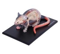 Modello Di Anatomia Del Topo 4D, 29 Organi Staccabili E Parti Del Corpo | Modello didattico medico completo di organo viscerale scheletrico, for dimostrazione di ricerca didattica veterinaria