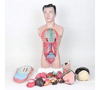 Modello di Anatomia del Torso Umano -45 Cm Modello di Torso Maschile Modello Dell'apparato Digerente con Copertura del Torace - per Il Modello Didattico di Visualizzazione dello Studio