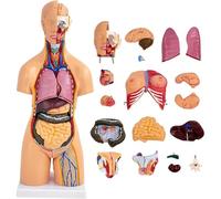 Modello Di Anatomia Del Torso Umano a Doppio Sesso, Modello Di Anatomia Rimovibile Da 21 Pezzi, Con Cuore, Testa, Cranio, Cervello, Modello Di Strati Muscolari Viscerali, Per L'educazione Medica