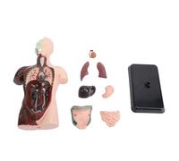 Modello di anatomia del torso umano, corpo umano dipinto, 24.5x12.5x7,5 cm, con organi rimovibili e libro di istruzioni per gli studenti apprendimento scientifico, esposizione di
