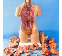 Modello di Anatomia del Torso Umano da 55 cm, Organo Staccabile, 19 Parti, Modello di Torso Umano per insegnamento Medico, Modello di Corpo Umano Unisex