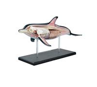 Modello di Anatomia Delfino Animale, Modello Biologico, Anatomia degli Organi Animali, Giocattoli di Scienza Popolare, Utensilio di Modello di Pesce Oceanico
