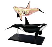 Modello di Anatomia della Balena con Visione 4D, 16 Modelli di | Modello di anatomia animale for l'insegnamento e la ricerca medica in biologia
