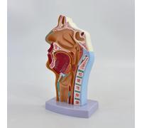 Modello di anatomia della cavità orale nasale e della gola per la biologia,