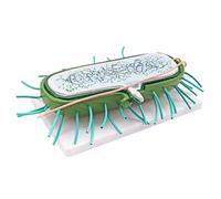 Modello di Anatomia della Cellula Batterica, Campione Didattico di Biologia Microbica per Laboratorio Scolastico, Esposizione in Ricerca