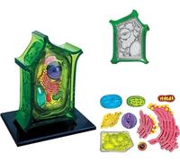 Modello di anatomia della cellula vegetale, lezioni di medicina Modello di cellula vegetale con 26 parti rimovibili, organelli di cloroplasto Sussidi didattici sperimentali biologici