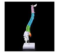 Modello di Anatomia della Colonna vertebrale colorato Modello della Colonna vertebrale Umana con Vertebre nervi spinali lombari e Bacino (Dimensione: 45 cm) (Dimensione: 45 cm) (45 cm)