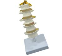 Modello di anatomia della colonna vertebrale lombare umana a cinque segmenti Modello di anatomia della colonna vertebrale lombare strumento didattico per dimostrazione e ricerca in aula Anatomia delle