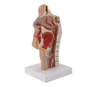 Modello di Anatomia Della Della Cavità Nasale Modello Anatomico Umano 2343