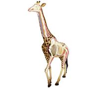 Modello di anatomia della giraffa, modello di scheletro di organo di giraffa simulazione semitrasparente con 27 organi e parti del corpo completamente staccabili, for lo studio del corpo