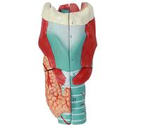 Modello di anatomia della gola - Struttura della laringe ingrandimento 3x | Modello educativo di anatomia della gola - Struttura dettagliata della laringe per studenti e professionisti nella formazione