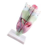 Modello di anatomia della laringe umana allargato Nasofaringe Laringofaringe Strumento Modello Laringe Studio Forniture didattiche Umano Allargato Anatomico Forniture didattiche