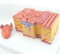 Modello di anatomia della lingua umana per aiuti didattici con papille | Modello dettagliato di anatomia della lingua umana per l'istruzione, aiuto didattico ideale per lezioni di scienze e studi di