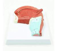 Modello di anatomia della lingua umana, struttura del muscolo e degli organi del PVC per l'educazione medica e la ricerca