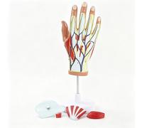 Modello di anatomia della mano smontabile 1:1 con 4 parti e segni digitali