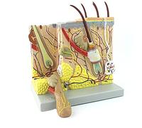 Modello di anatomia della pelle, 70 volte la pelle umana grande anatomica ingrandita modello struttura del tessuto con capelli, strumento educativo anatomico in plastica per dermatologia