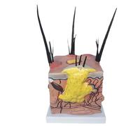 Modello di anatomia della pelle del cane malato, modello didattico for le pulci del cane, modello di patologia della pelle del cane - modello anatomico medico della pelle animale - modello anatomico d