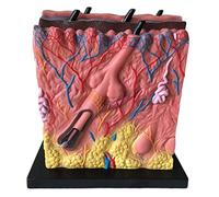 Modello di Anatomia della Pelle - Modello di Anatomia dei Capelli del follicolo pilifero Modello di insegnamento Medico per l'acne, la pustola, i Punti Neri, per la visualizzazione dello STU