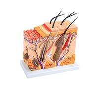 Modello di anatomia della pelle umana - 3D con follicoli piliferi, sudorazione e tessuto adiposo - ottimo strumento educativo per studenti e insegnanti - Modello di pelle ingrandita 50X