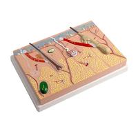 Modello di anatomia della pelle umana Struttura della pelle umana Modello anatomico Modalità anatomica per studio in aula di scienza