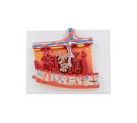 Modello di anatomia della placenta umana per lo studio delle malattie Placenta Anatomia Organo Risorse didattiche mediche