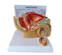 Modello di anatomia della prostata maschile, modello sagittale del bacino maschile in scala 1/2, modello didattico anatomico del sistema riproduttivo for l'educazione medica