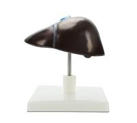 Modello di anatomia della struttura epatica umana a grandezza naturale Modello anatomico del fegato umano per l'insegnamento della ricerca Impostazioni cliniche Aiuto didattico in aula