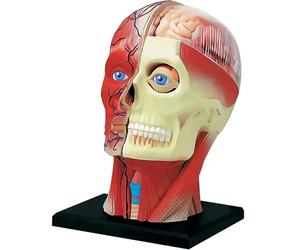 Modello di Anatomia della Testa Umana, Modello Medico di Cranio Umano Assemblato 4D, Modello di Muscoli e Nervi del Tessuto Cerebrale