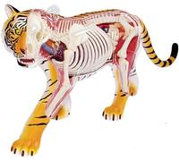 Modello Di Anatomia Della Tigre 4D, Modello Di Scheletro Di Organo Di Tigre Staccabile In 28 Parti, Modello Di Anatomia Animale For Biologia, Insegnamento E Ricerca Medica Sugli Animali
