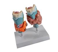 Modello di anatomia della tiroide patologica umana con parti rimovibili Modello di organo uditivo anatomico per la lezione Rapporto Tiroide educativa