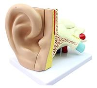 Modello di Anatomia dell'anatomia Kit Modello per Le Orecchie di Otolaringatica Professionale Modello Auricolare del Sistema uditivo