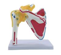 Modello di anatomia dell'articolazione della spalla umana con i nervi dei muscoli Modello di anatomia dell'articolazione della spalla per la dimostrazione in classe