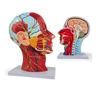 Modello Di Anatomia Delle Strutture Muscolari Del Collo E Della Testa