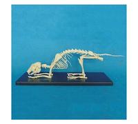 Modello di anatomia dello scheletro di coniglio, attrezzatura didattica for strumenti biologici di ossa di animali, modello dimostrativo di insegnamento veterinario