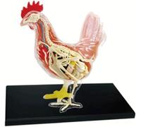Modello di anatomia dello scheletro di pollo 4D, modello di anatomia dell'organo animale 32 parti per la dimostrazione dell'insegnamento degli animali, modello di anatomia della formazione veterinaria