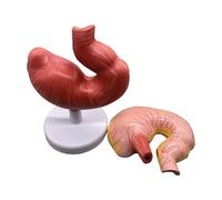 Modello di Anatomia dello Stomaco di Maiale - Modello didattico di Simulazione dello Stomaco di Maiale - Modello di Anatomia del Modello Medico della Sezione dello Stomaco,Flesh,10inch