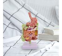 Modello di anatomia dello stomaco umano in PVC per dimostrazione in aula con