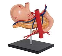 Modello di Anatomia dello Stomaco Umano, Modello dell'apparato digerente, Replica for la didattica dell'anatomia e della fisiologia, for studi Medici e aule, risorse for l'apprendimento Medico
